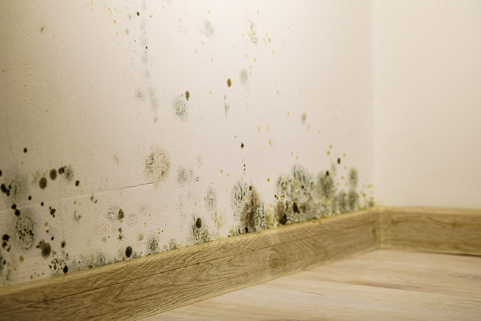 mold from water leak
